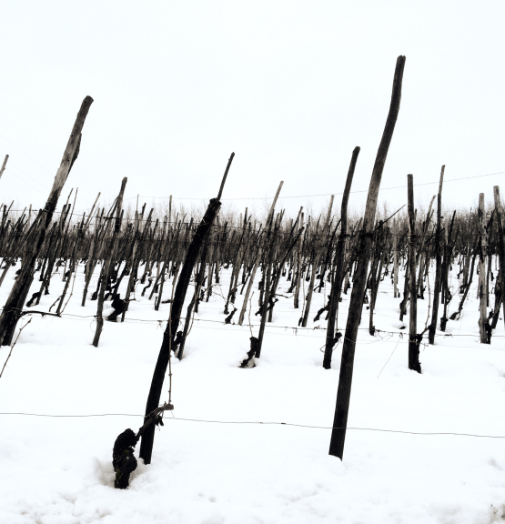 Januarnytt på polet