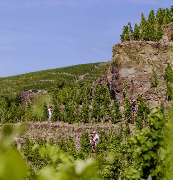 Spesialslipp av vin fra øvrige Frankrike og Europa