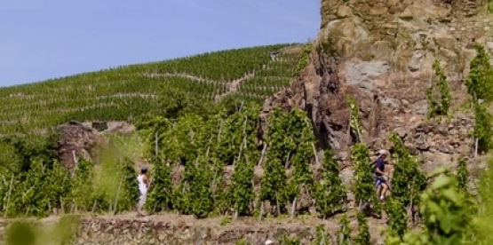 Spesialslipp av vin fra øvrige Frankrike og Europa
